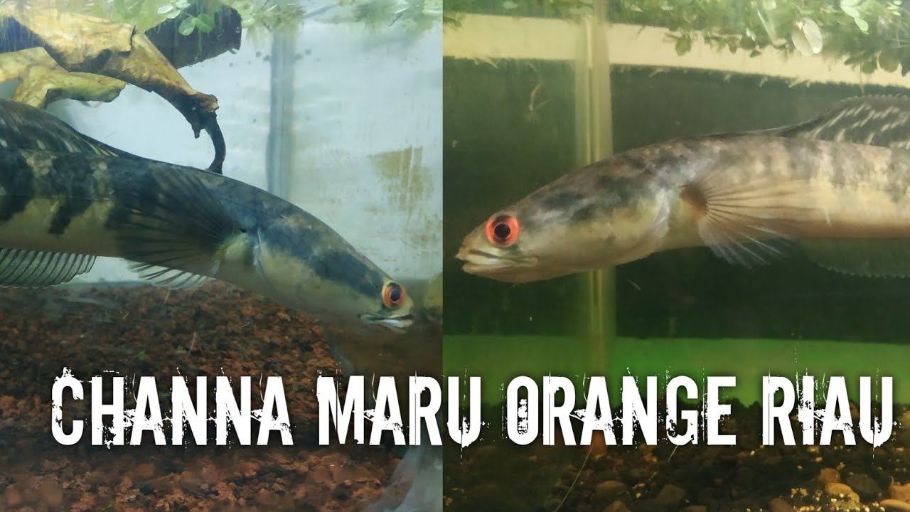 " Melatih Mental Channa Maru " 