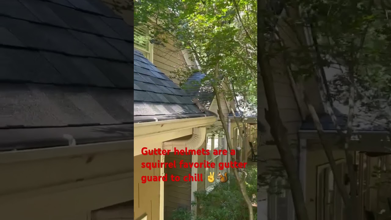 Gutter helmets failed 🐿️