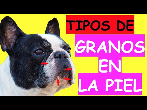 Video: Darle esto a tu caniche diariamente podría ayudar a aliviar las alergias dolorosas de la piel