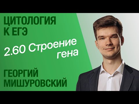 2.60. Структура гена | Цитология к ЕГЭ | Георгий Мишуровский
