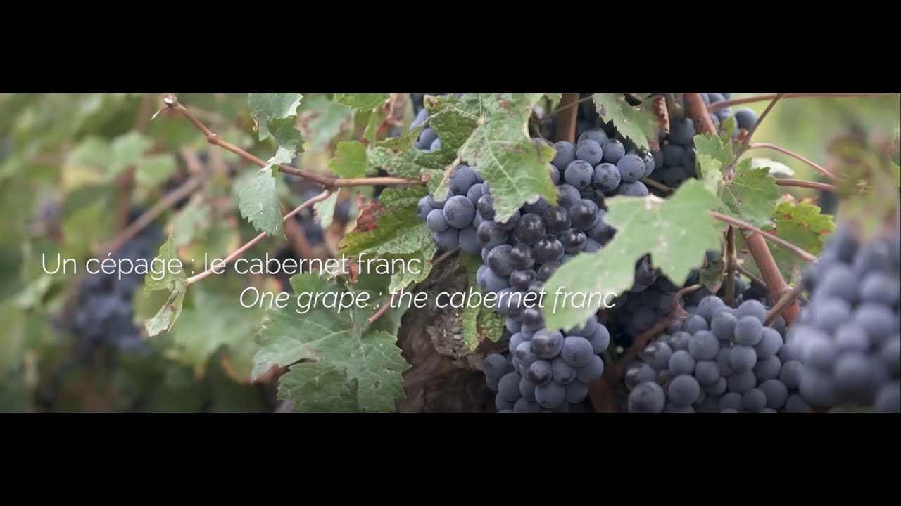 Le Vignoble de Bourgueil - berceau du cabernet franc