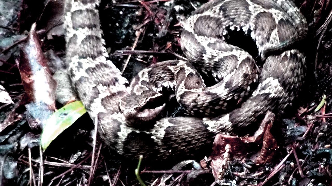とぐろを巻いたマムシ Mamushi Is Japanese Copperhead Snake Youtube