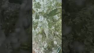 Oio the bonefish released in slow motion