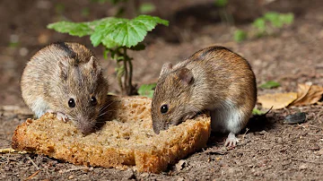 ¿Las ratas prefieren el calor o el frío?