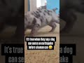 Memes i pulled outta my ass #memes #dankememes #funny #shorts