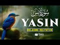 Surah Yasin (سورة يس) | Relaxing Quran Recitation for Peace of Heart & Soul | Peace Holy Quran