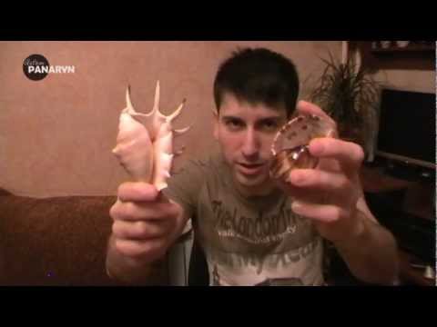 Легко ли стать усыновителем