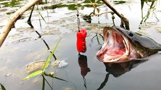 Siapa sangka..! Mancing di selokan dapat ikan gabus sebesar ini