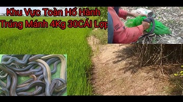 Hốt Bầy Hổ Hành Khủng Gần 4Kg Bình Xuân Gò Công Tây