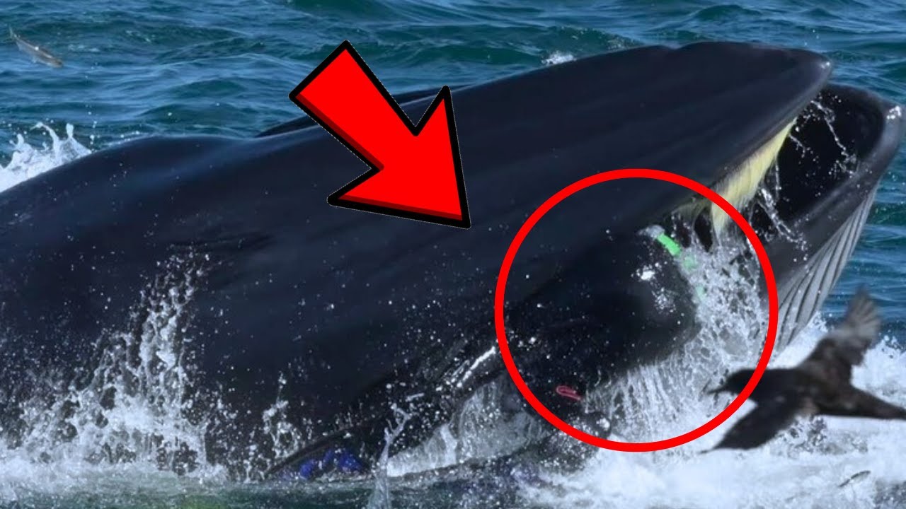 Diver Swallowed by Whale—What Happened 5 Minutes Later Shocked Everyone