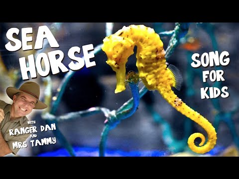 fisher price seahorse songs