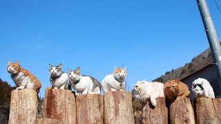 切り株の上の7匹の猫　240429