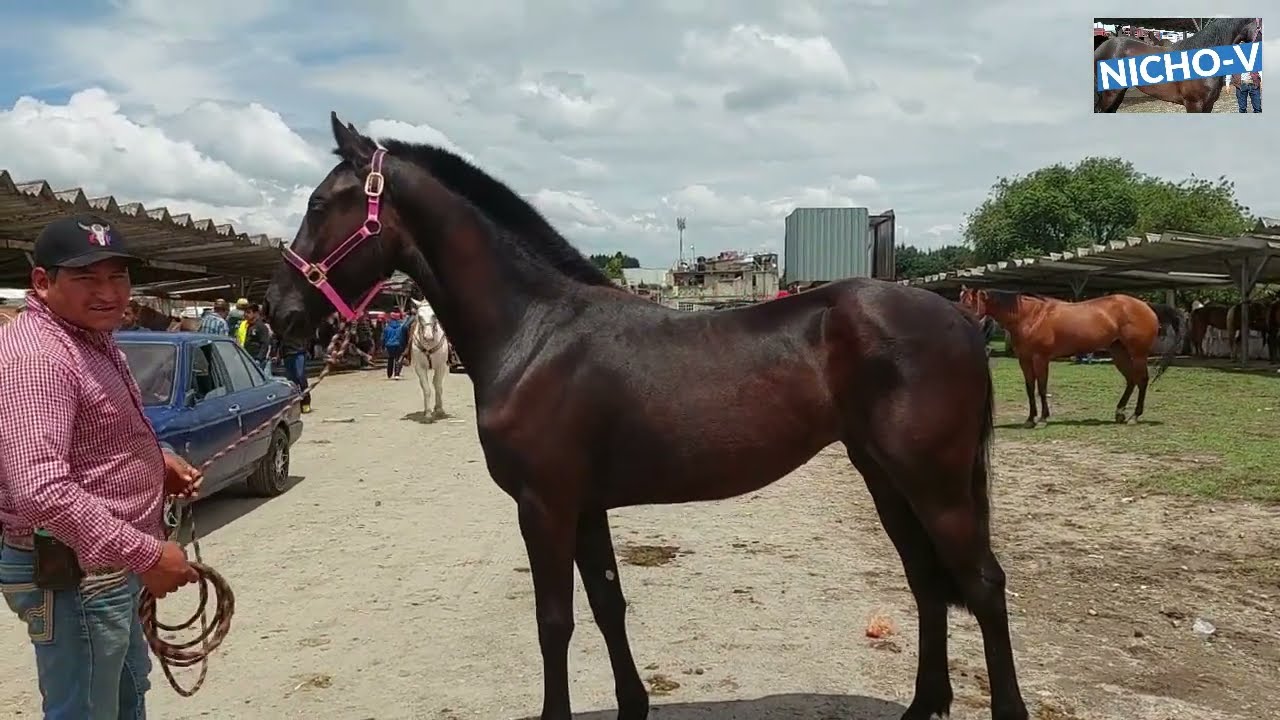 EXOTICOS E INCREIBLES CABALLOS Y POTROS EN EL RANCHO LAS TABLAS.