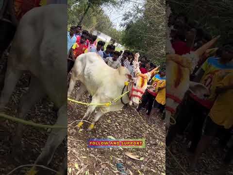 raja huli NTR