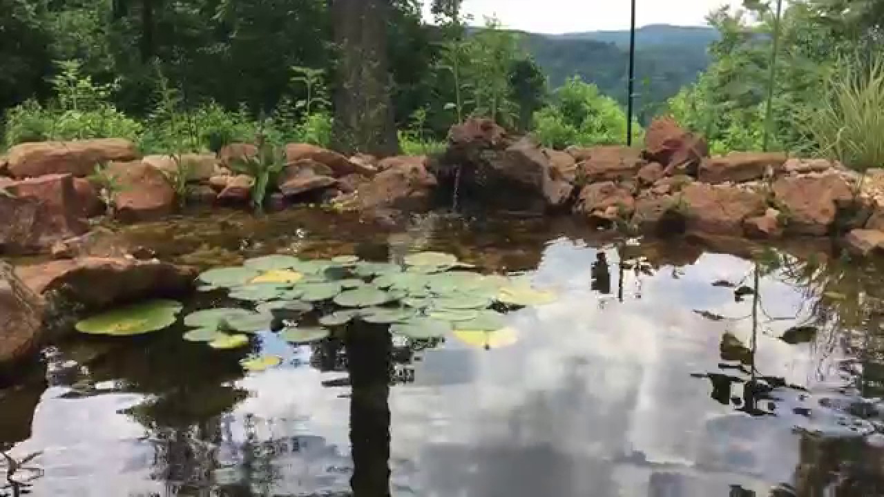 camera iphone 8 plus apk Pond in June