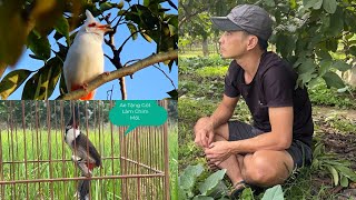 Sự Cố Xổng Chào Mào Bạch Lem Lần Thứ 2/Bất Ngờ Được Ae Tặng Chim Về Gột Làm Chim Mồi@Tuânhue1982.