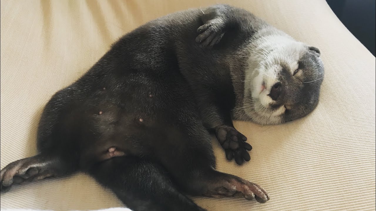 カワウソさくら 欲張りセット⑤？ A collection of videos of Otter