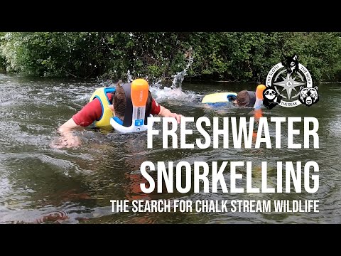 Freshwater Snorkelling - The search for chalk stream wildlife