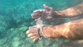 Snorkelling & Cliff Jumping - San Antonio Ibiza