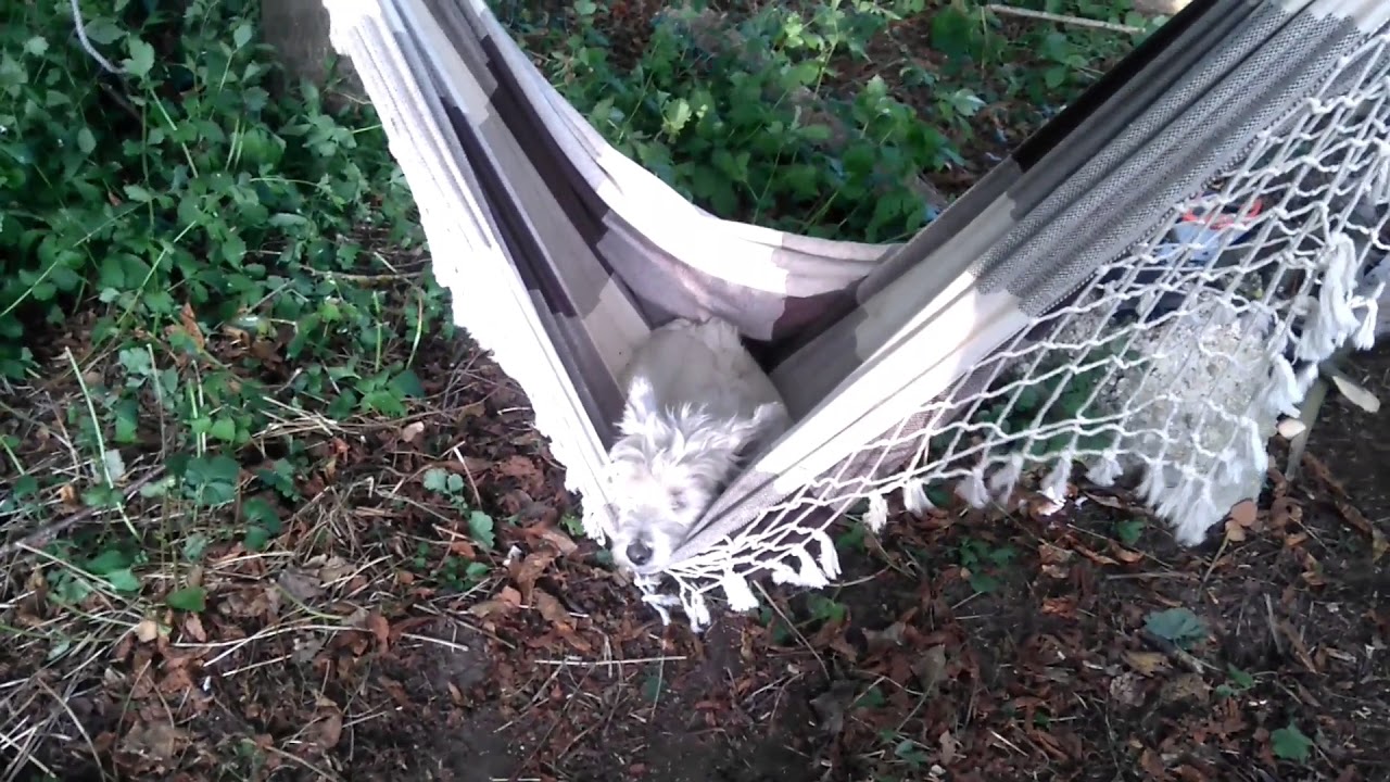 Luna in the hammock