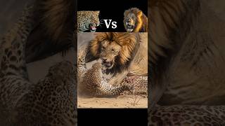 When Kings Clash Lion Attacks Leopard In Brutal Showdown shorts animals