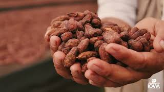 ICAM - Chocolate by Nature - Documentary