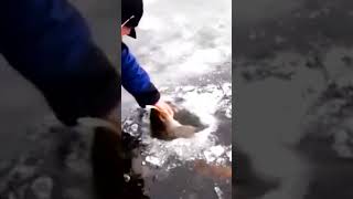 #shorts РЕКОРДНЫЙ ТАЙМЕНЬ 2023 ЗИМОЙ! Ловля Тайменя. Самый большой таймень зимой! Рыбака на Тайменя