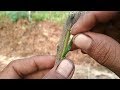 How to budding citrus tree