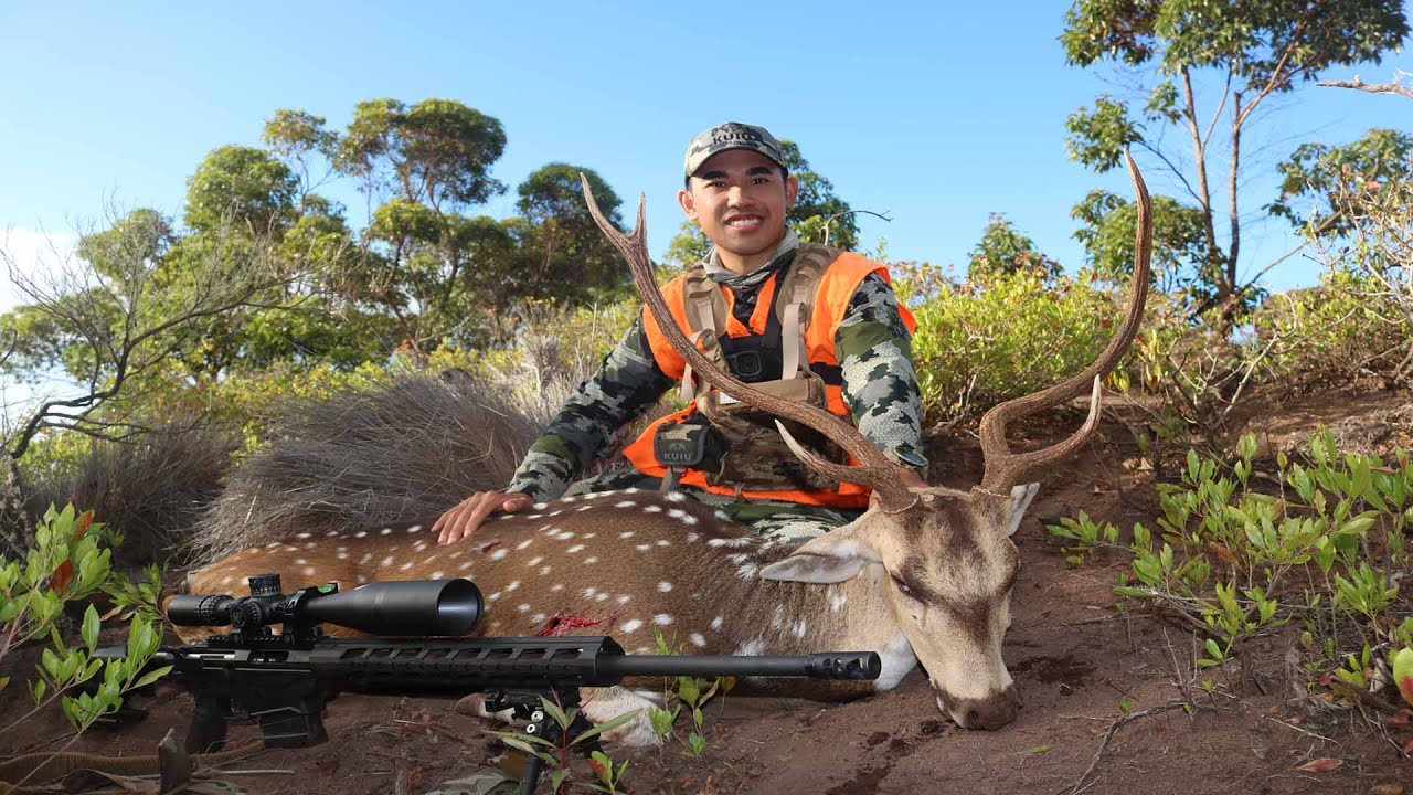 Up Mauka Lanai, Hawaii Rifle Hunt 2020 Axis Deer Hunt YouTube