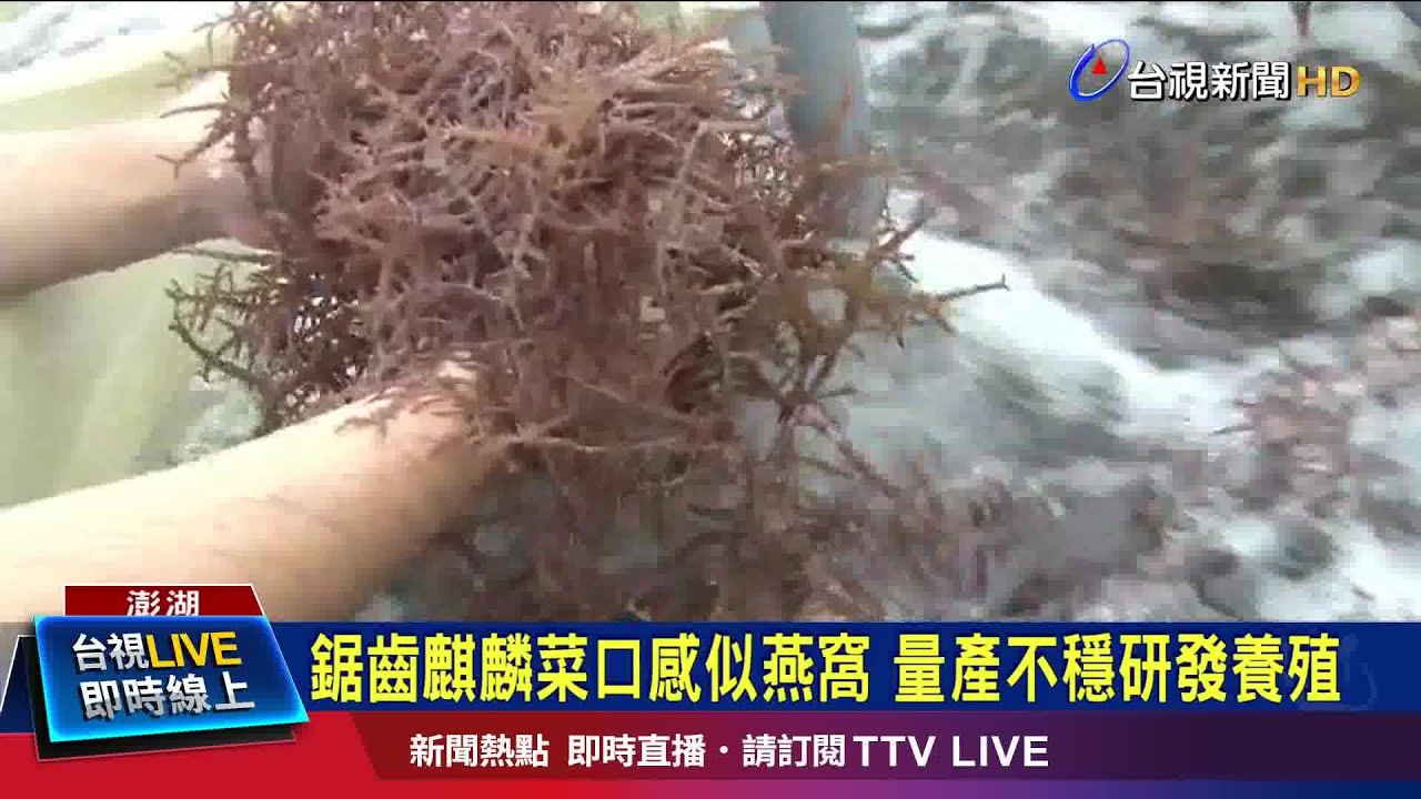麒麟菜