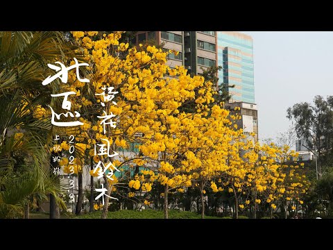 北區 #石湖墟賽馬會遊樂場 #黃花風鈴木 #勒杜鵑 #繡球花 #木棉 4K