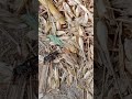 Predation or Scavenging? 🔍#Entomology #Science #NatureLovers #InsectsOfPakistan