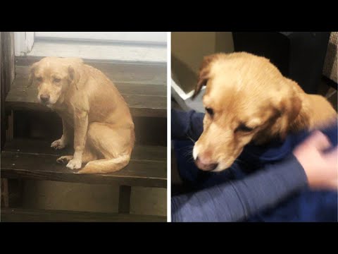 Videó: Egyszerű dolog a kedvességből, ami lehetővé tette ezt a kutyát, hogy végül ápolja a kölykeit