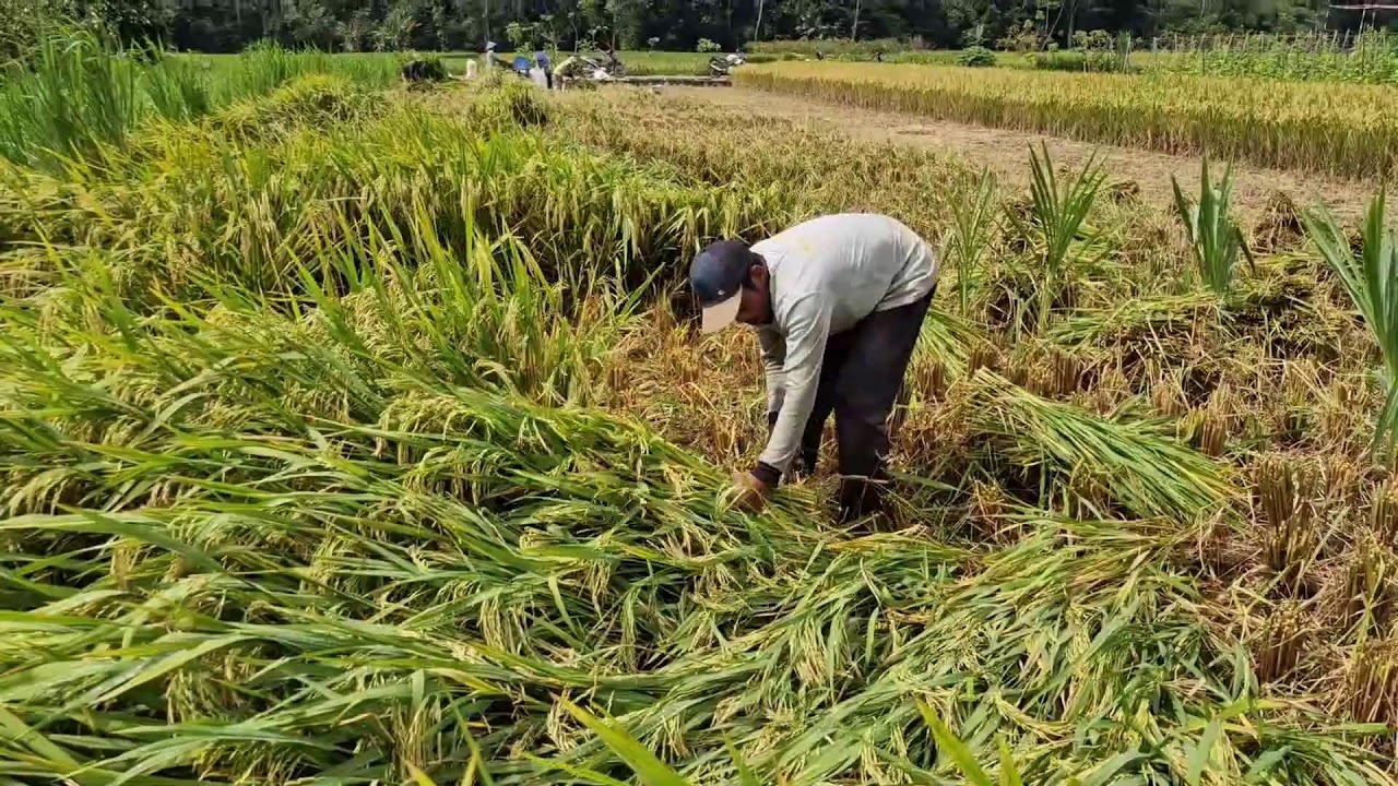 THE SECRET BEHIND FARMERS’ ULTRA-FAST RICE HARVESTING TECHNIQUES - Agriculture Farming