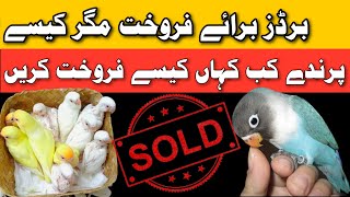How to sale birds | birds sale kese karen | sale love birds screenshot 1