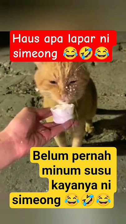 minum susu sampai habis #ngakak #laugher #kucinglucu