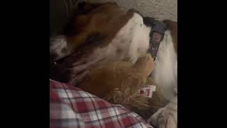 The Count (Sesame Street) Counting Basset Hounds by Bailey's Basset Hounds 1,041 views 2 years ago 1 minute, 55 seconds