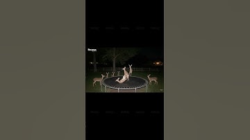 Deer Party on a Trampoline Caught on Camera!