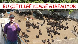 Bu Kümese Kimse Giremiyor !! 300 Tavuklu Yumurta Çiftliği