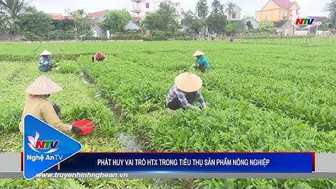 Phát huy vai trò HTX trong tiêu thụ sản phẩm nông nghiệp