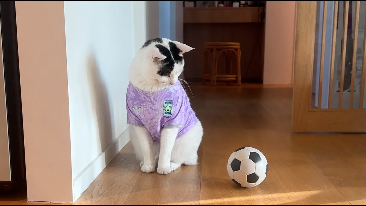 축구공을 쫓는 고양이의 본능⚽️