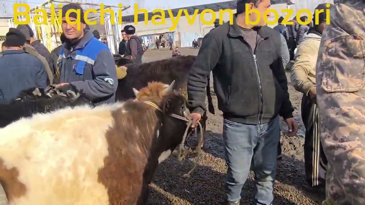 2026 02 15 Baliqchi mol bozori 