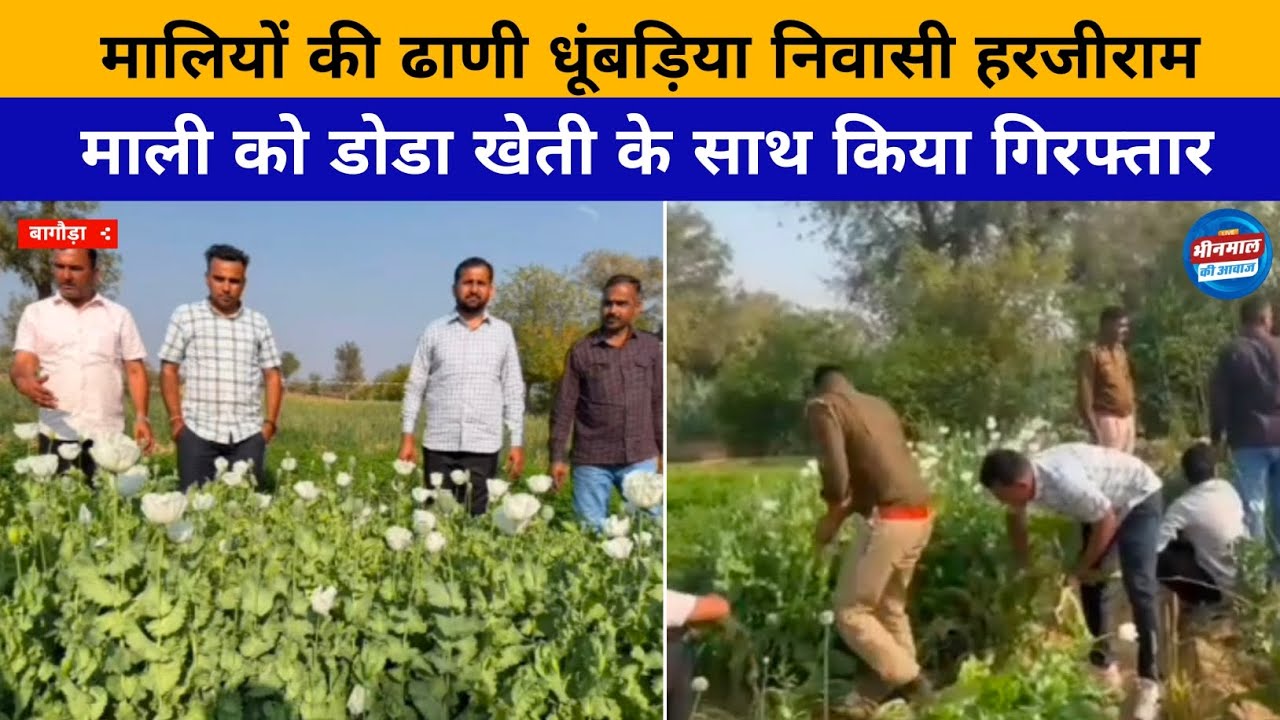 #बागौड़ा  मालियों की ढाणी धूंबड़िया निवासी हरजीराम माली को डोडा खेती के साथ किया गिरफ्तार