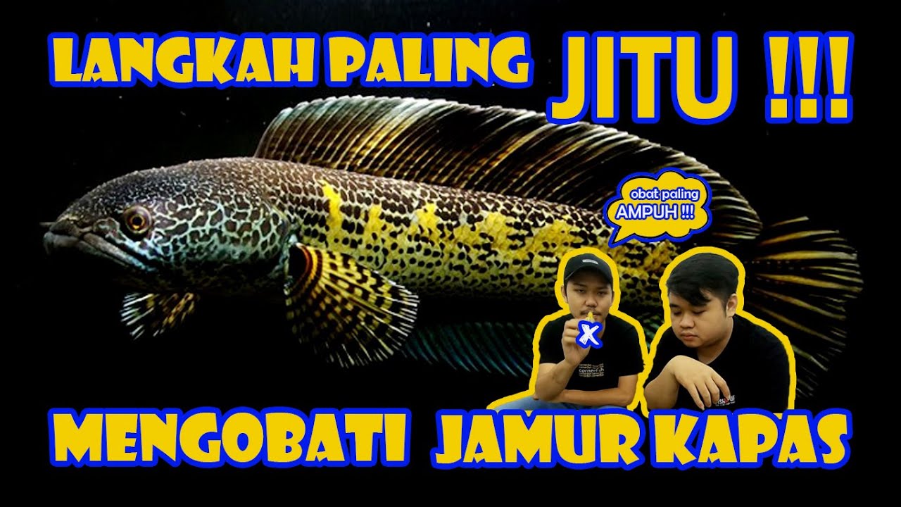 LANGKAH JITU MENGOBATI JAMUR KAPAS PADA CHANNA, WAJIB TAU !!!