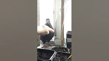 Что голуби любят больше всего?(Ответ в видео)
