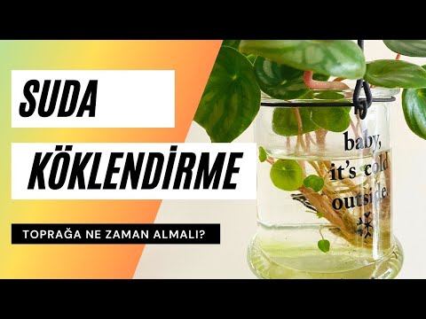 Video: Osmanthus Çay Zeytin Bakımı - Osmanthus Bitkileri Yetiştirmek İçin İpuçları