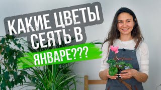 Какие цветы сеять в январе