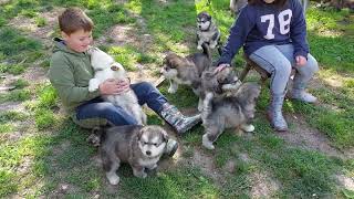 Alaskan malamute puppies 2024.