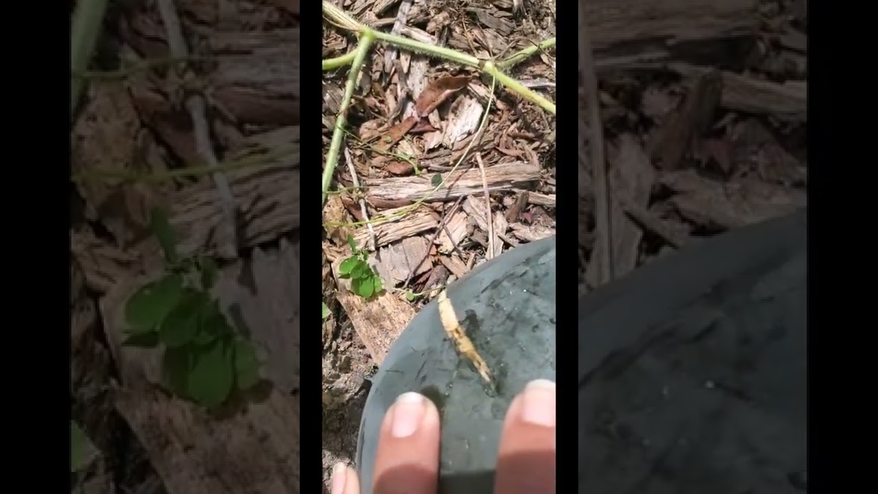 How to know when a (sugar baby) watermelon is ripe