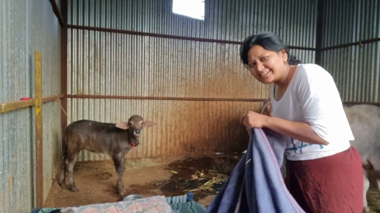 ನನ್ನ ನೆಮ್ಮದಿಯ ಜೀವನ, ನನ್ನ ದಿನ, ಪೂರ್ತಿ ವಿಡಿಯೊ ನೊಡಿ ಸಬ್scibe ಮಾಡಿ